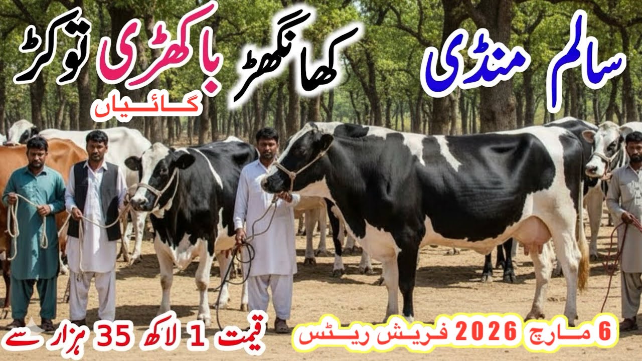 Salam Mandi Bhalwal || Khangar Cows Fresh Rates Today | Janawar Mandi Updates | 6 March 2026