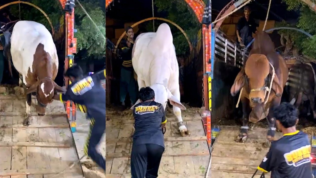 Biggest Unloading From Bubbly Cattle Farm 🔥 (Badshah,shelby )
