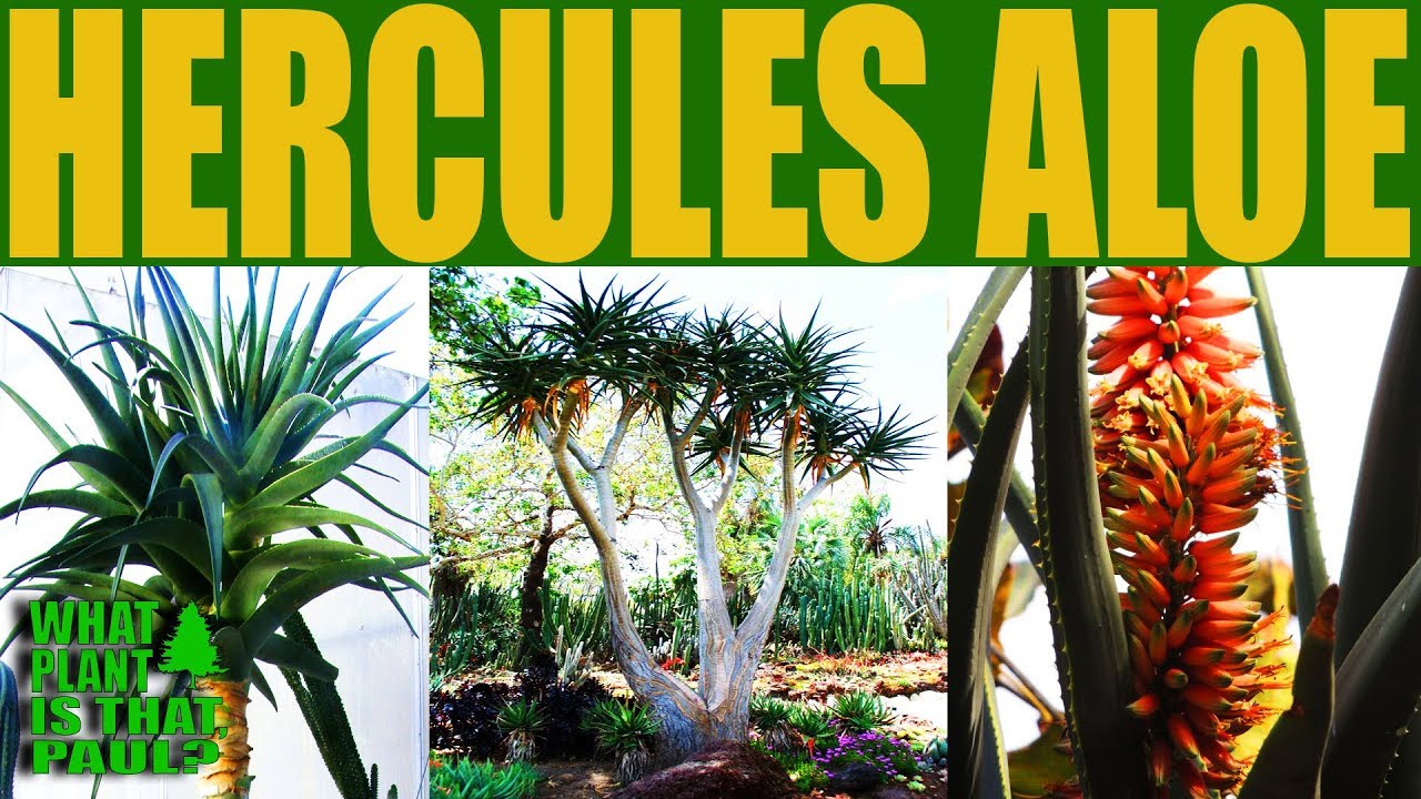 Hercules Aloe -  A large hybrid tree aloe