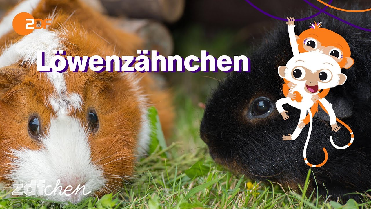 Meerschweinchen (Mini) | LÖWENZÄHNCHEN | ZDFchen