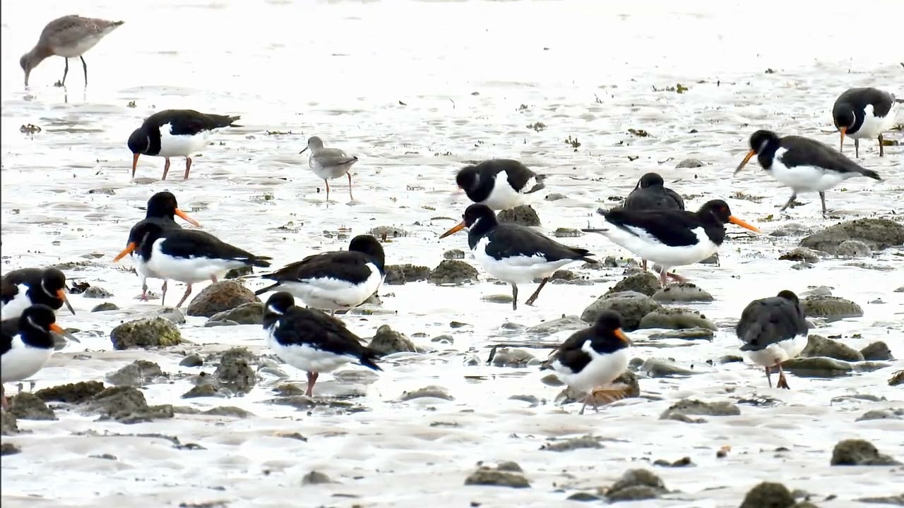 Solway Firth, Caerlaverock estuary, merse and sands.