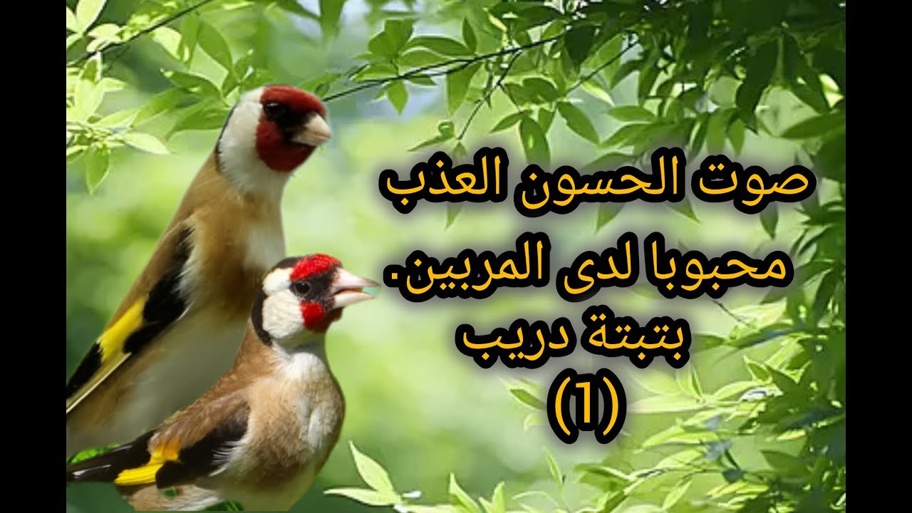 صوت #الحسون العذب #بتبتة يميّزه عن باقي الطيور ويجعله محبوبًا لدى المربين.