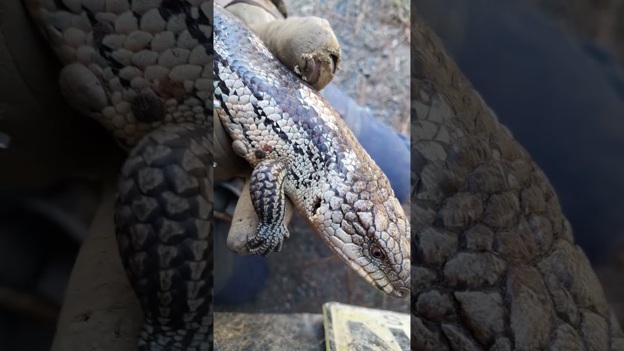 Australian Blue Tongue lizard, solo 21 tick removal