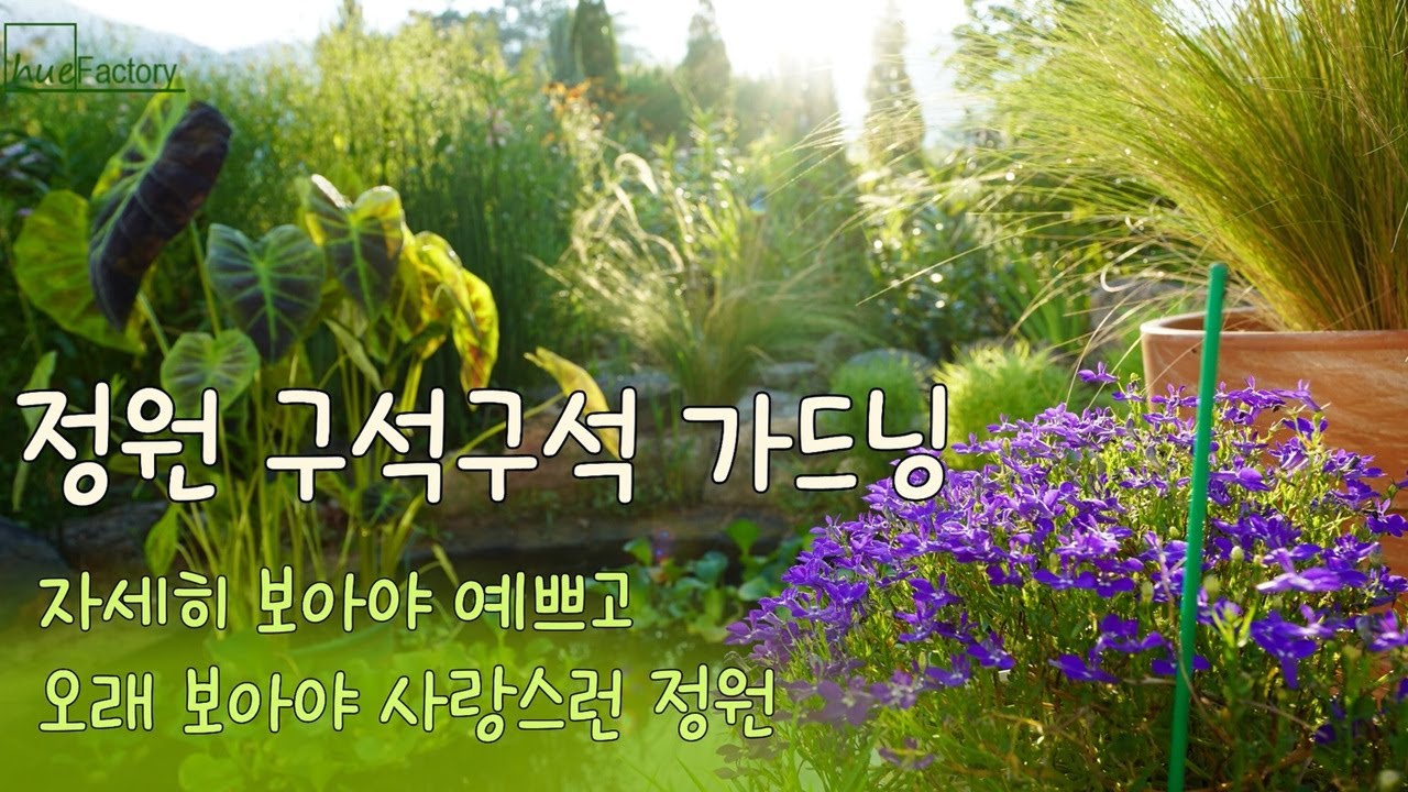 폭염이어도 예쁘게 피는 꽃 추천/정원에서 보석 줍기/아게라텀,백일홍 화단만들기/다시 예뻐진 여름정원/Beautiful Summer garden/Gardening tips