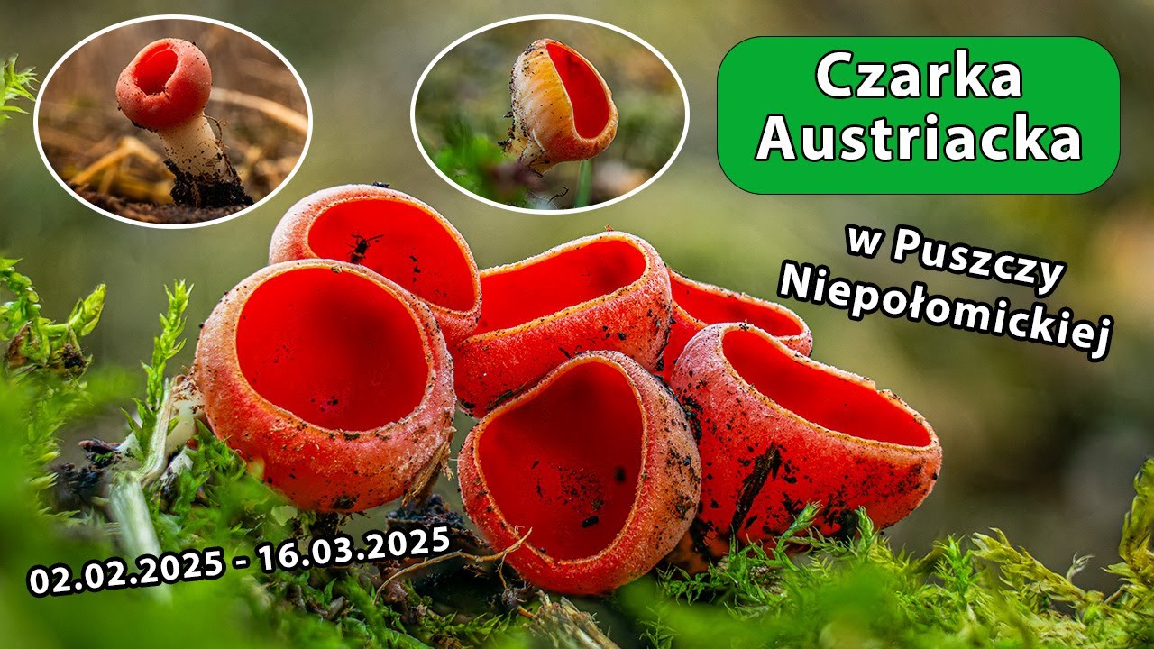 Czarki Austriackie w Puszczy Niepołomickiej - 3 terminy w 6 tygodni