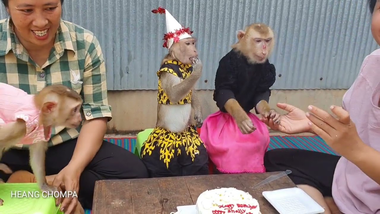 Lovely Bede , Yaya Have To Join Shally Birthday ,