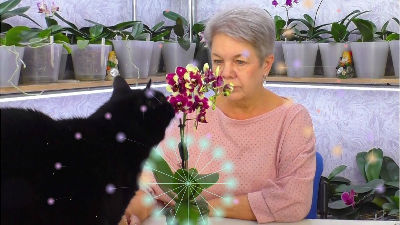 Как ухаживать за орхидеями дома легко и просто. Секреты орхидеи для начинающих.