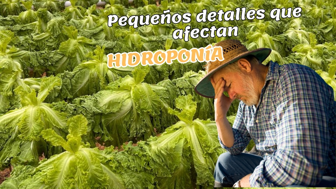 🌱💧 Hidroponía Solución a los Problemas Más Comunes para Cultivos Exitosos 💡