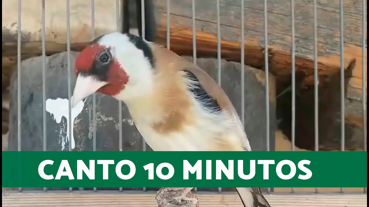 CANTO de JILGUERO para EDUCAR 🔊 (Jilguero CANTANDO Estimulaci&oacute;n)
