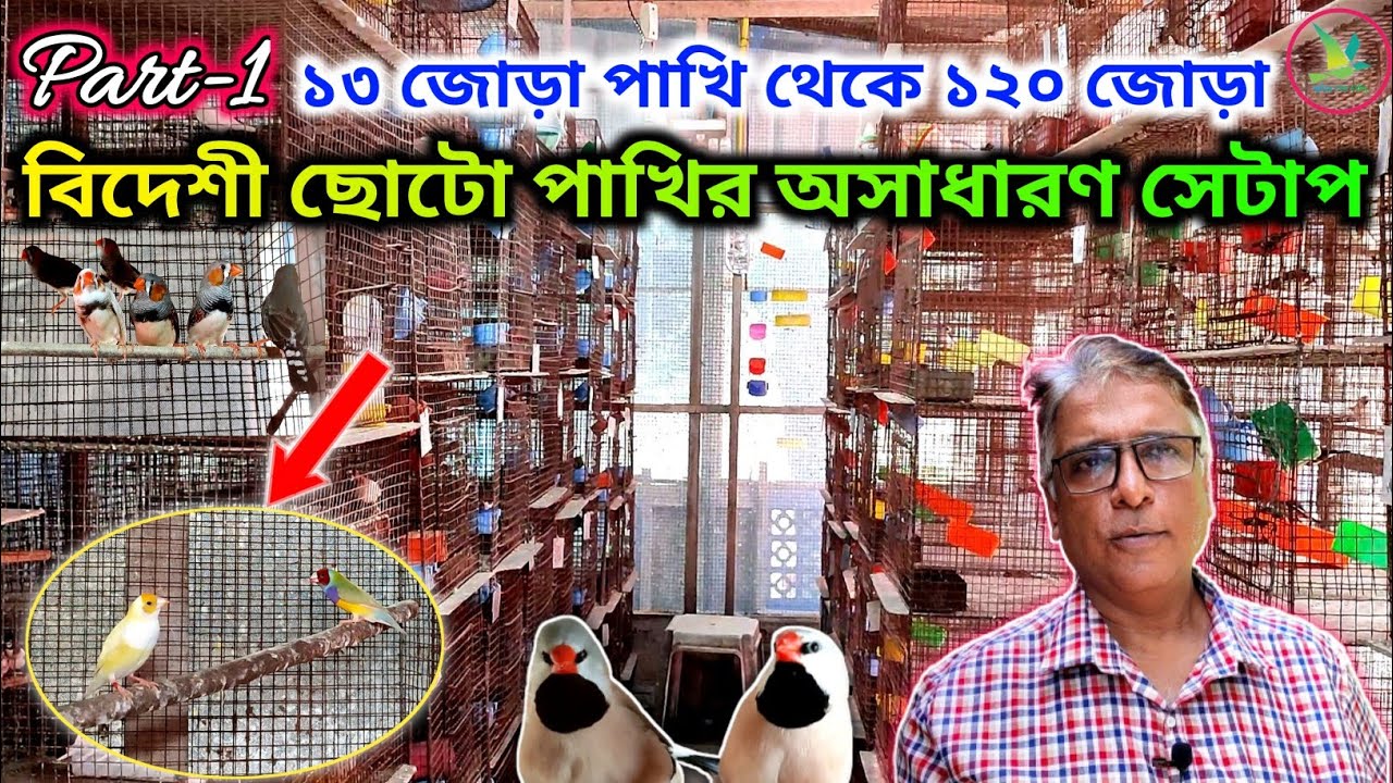 Gouldian Finch/Long-Tailed/Owl/Bengalese Finch Birds Breeding Setup Visit||KUILA For EVER