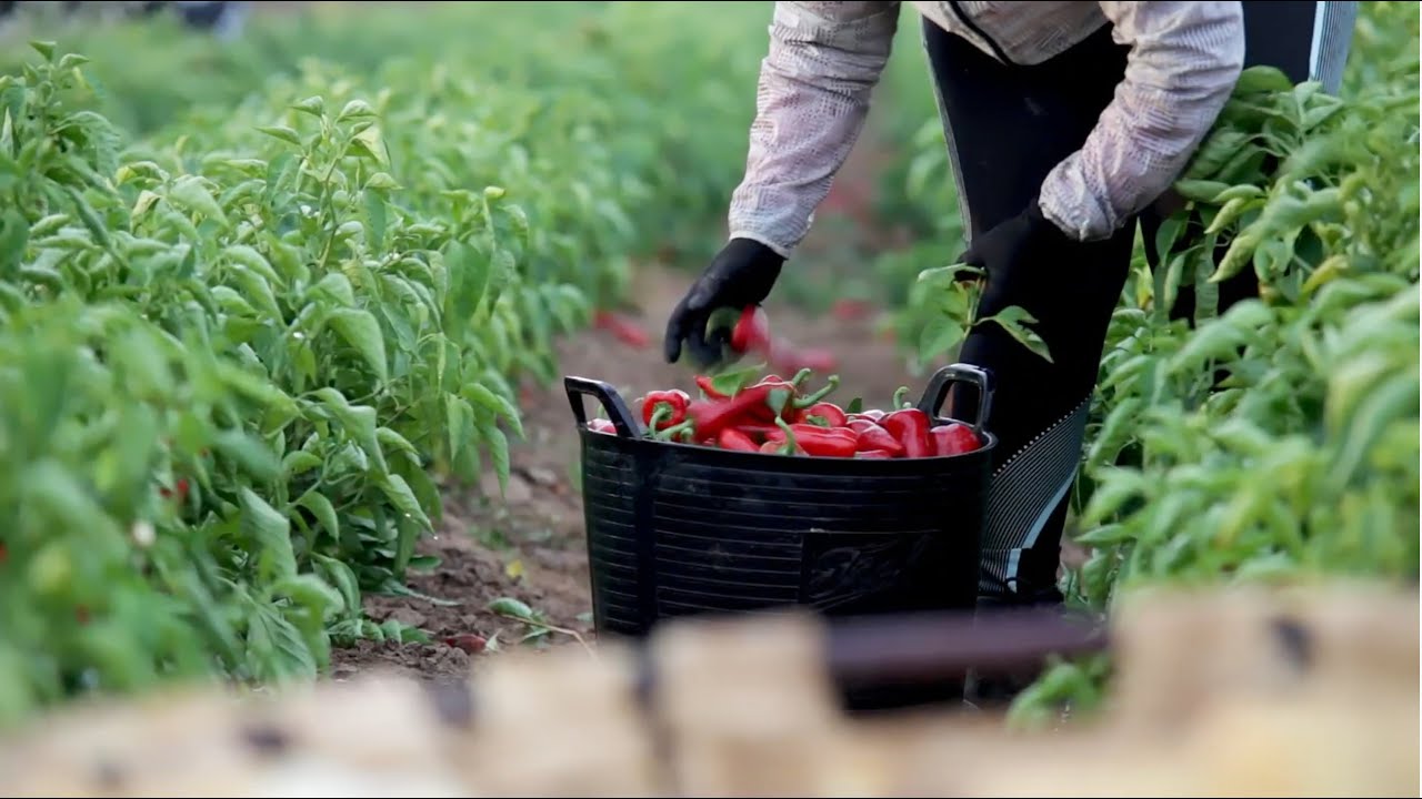 Campa&ntilde;a del pimiento en Mendavia - Conservas J. Vela