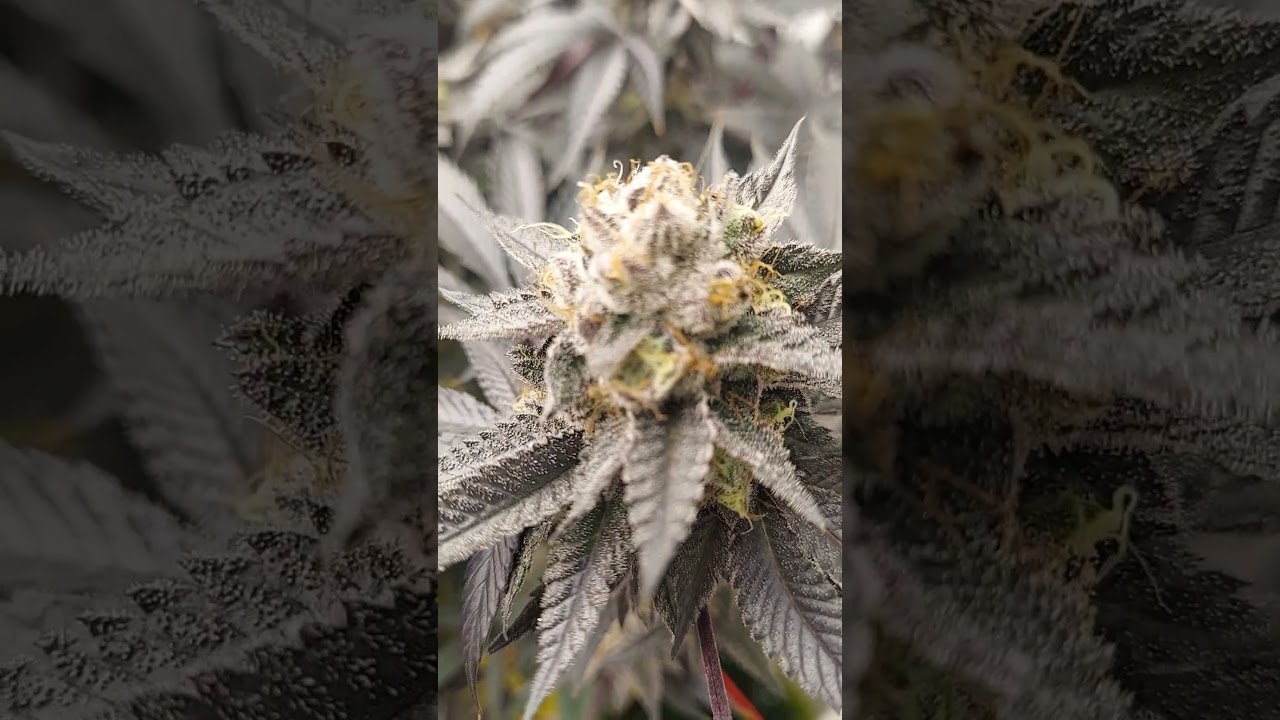 Sugarcane In House Genetics Hydro