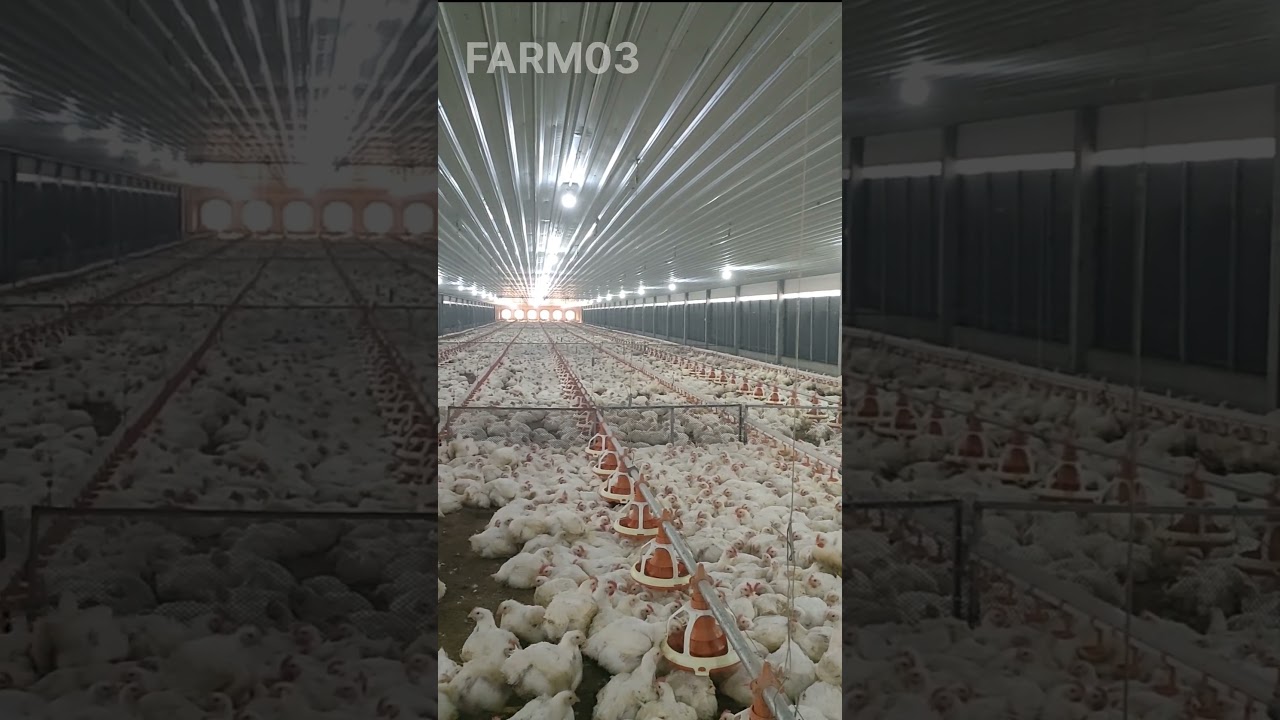 (03)#farm #chicken #in #cambodia#2023#shortvideo#