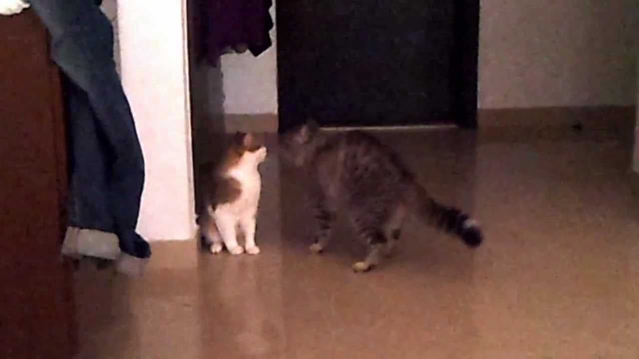 My cats fighting for dominance!