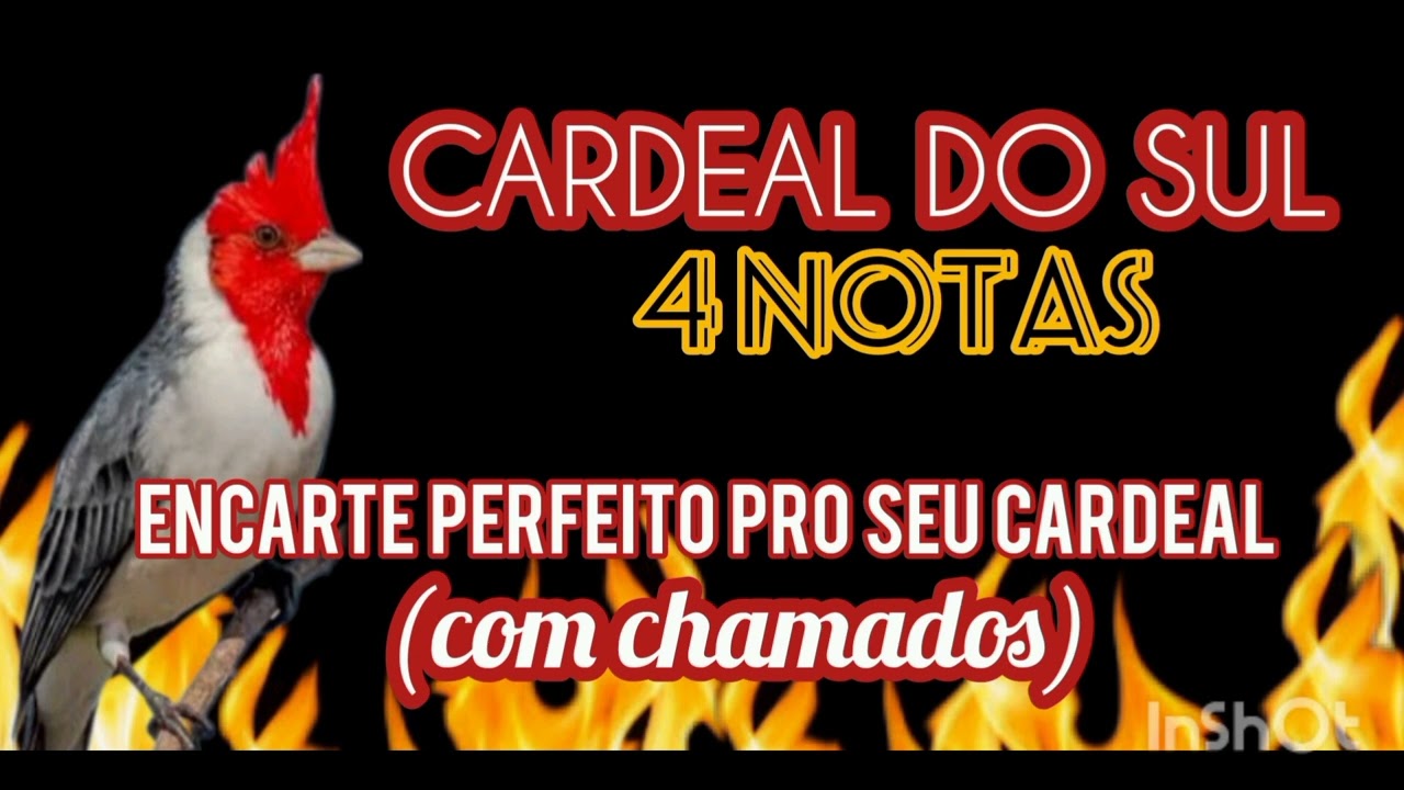 Cardeal do Sul canto 4 NOTAS  CLÁSSICO - Áudio pra encarte (com chamados) PERFEITO pro seu CARDEAL