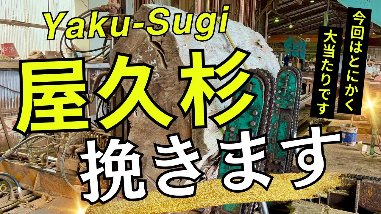 【屋久杉】強運・上杢の大当たりが続く！Yaku Sugi Japan