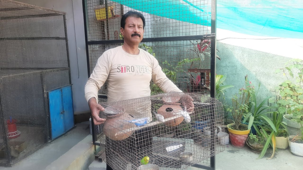 How to make pair of budgies | Australian parrots ka joda kaise lagaen