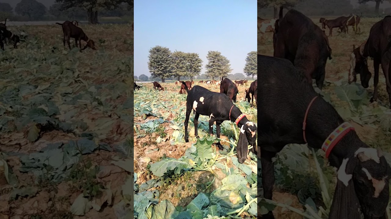 Rural Pakistan 