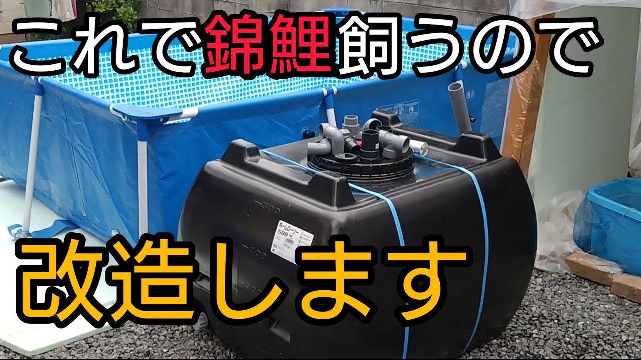 激安【錦鯉池 】〇万円で飼育できる環境に。濾過槽diy。　#錦鯉　#nisikigoi　#ปลาคราฟ　#アクアリウム　#koi　#diy #intexプール　#ローリータンク　#メダカ