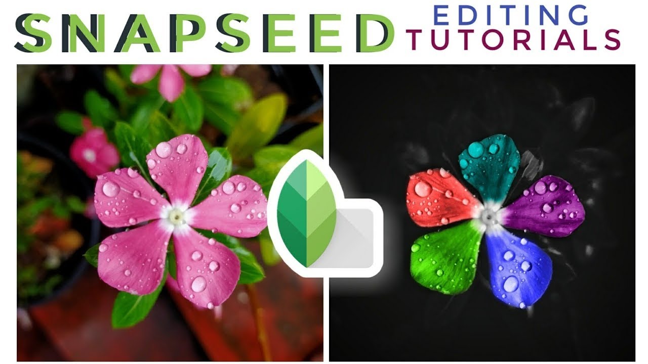COLOURFUL FLOWER EDITING  |  MOBILE EDITING  |  SNAPSEED