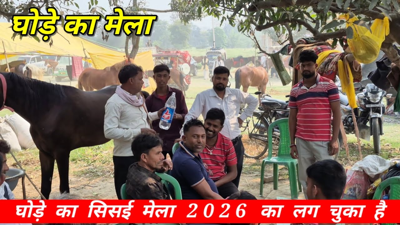 सिवान का सिसई मेला घोड़े का लग चुका है बहुत ही शानदार घोड़े आए हुए हैं