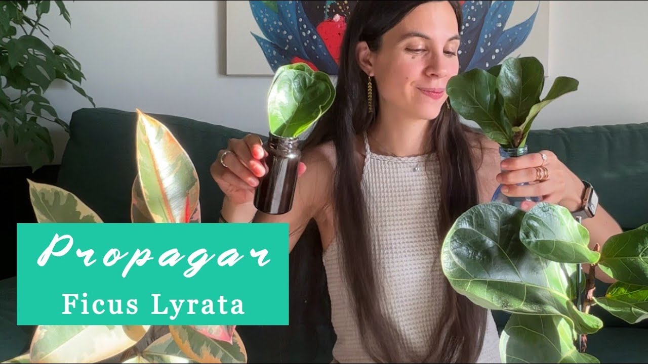 Cómo propagar tu Ficus Lyrata: multiplicación y reproducción de esquejes de tallo y hoja