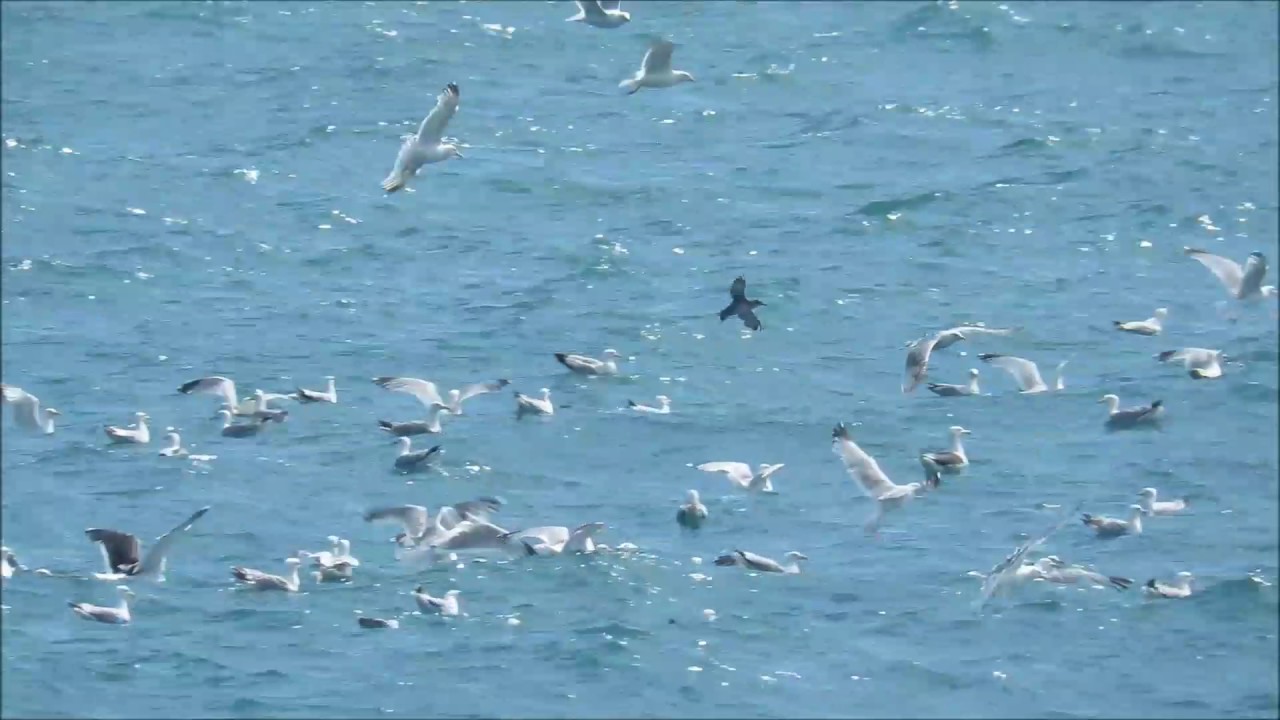 Balearic Shearwaters off Portland Bill, Dorset, on 25th July 2017