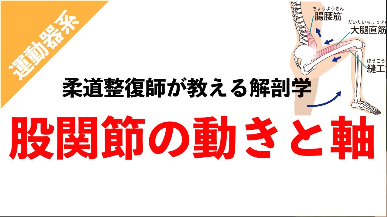 【柔道整復師が教える解剖学】スクワットに必要な股関節の動きと軸【タロ塾#18】