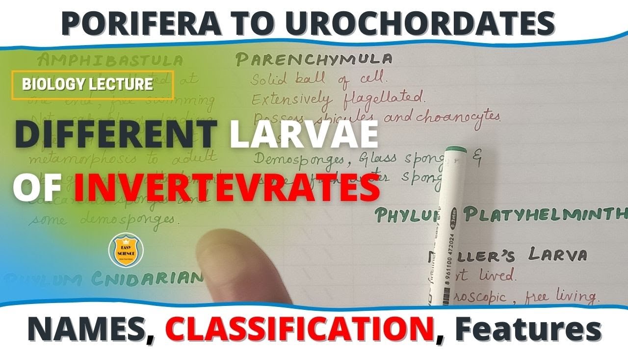 Different Larvae Of Invertebrates - From Porifera To Urochordates | Names & their Distinct Features