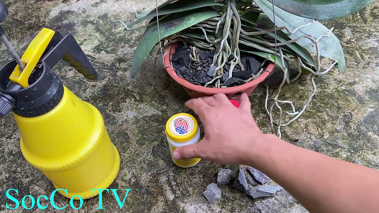 Cách Kích Lan Hồ Điệp Ra Hoa Chơi Tết Cực Kỳ Hiệu Quả,Đơn Giản!!!!!!!!