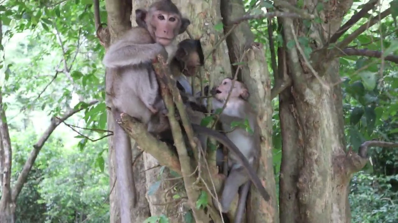 Wild Monkey Video 2023, little cute monkey