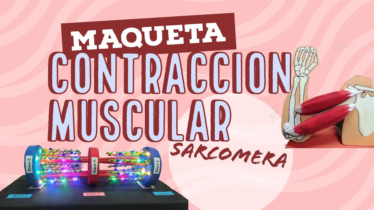 CONTRACCIÓN MUSCULAR (sarcómera)