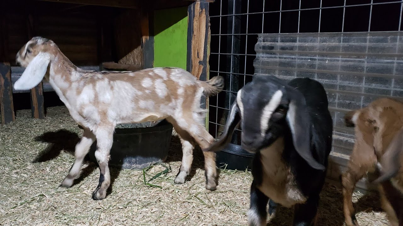baby goats live!