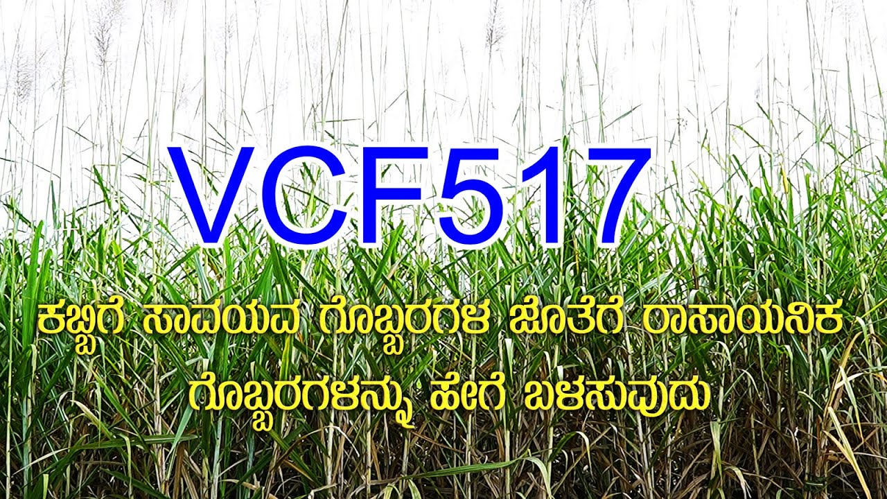 How to use chemical fertilizers along with organic fertilizers for sugarcane|| ಕಬ್ಬಿನ ತಳಿ VCF0517||