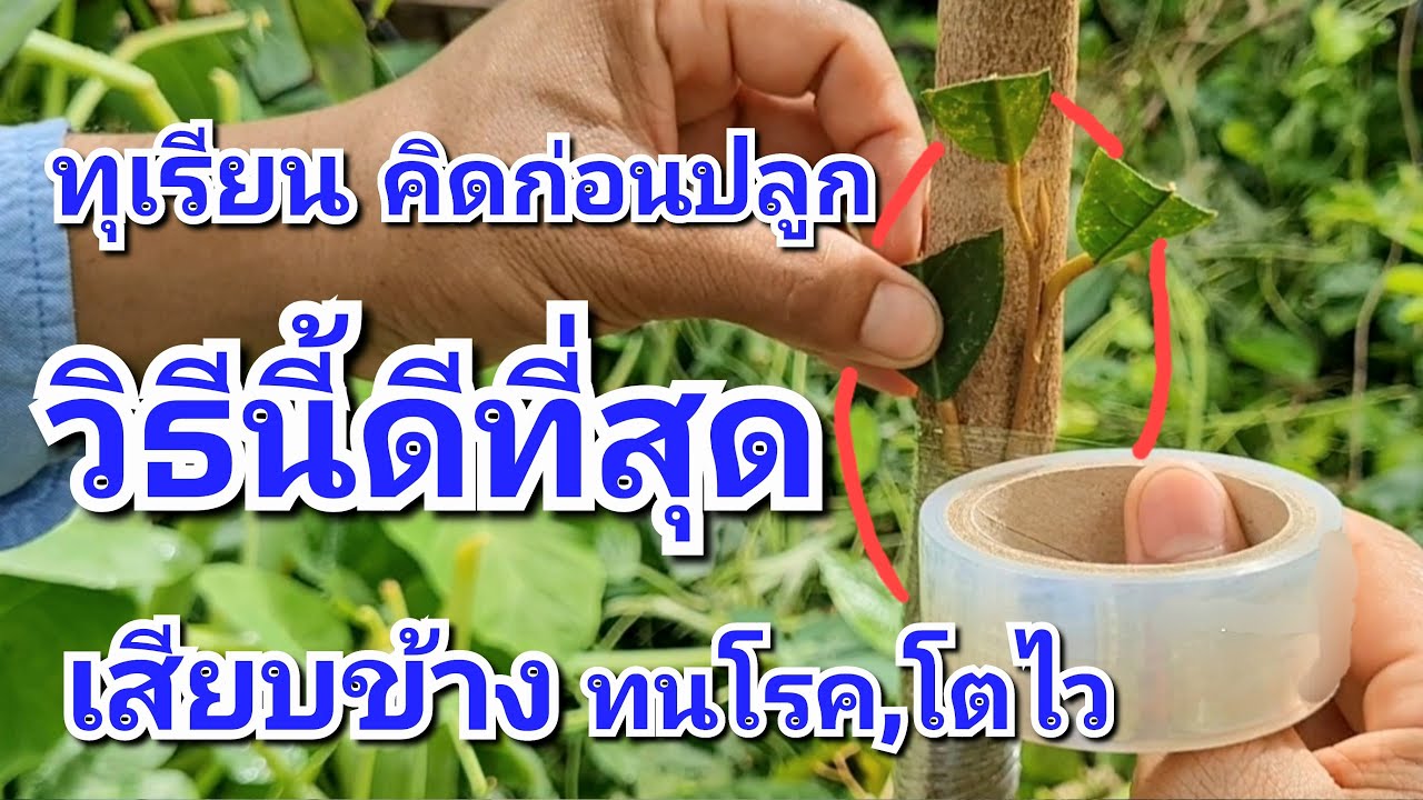 วิธีการขยายพันธุ์ทุเรียนด้วยวิธีการเสียบข้าง โตเร็วทนต่อโรค ดีกว่าวิธีปลูกแบบถุง