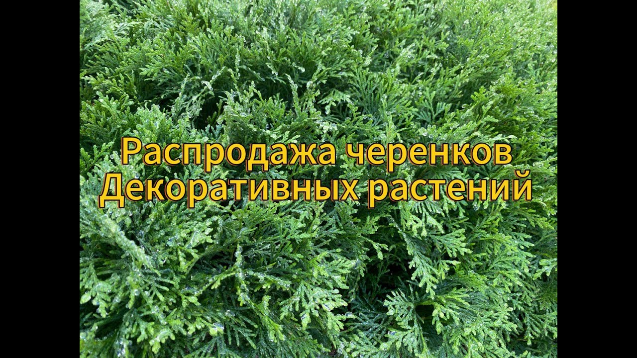 🌳🌲Распродажа черенков декоративных растений! Голден Смарагд, Смарагд, Янтарь, Спартан, Даника…🌲🌳