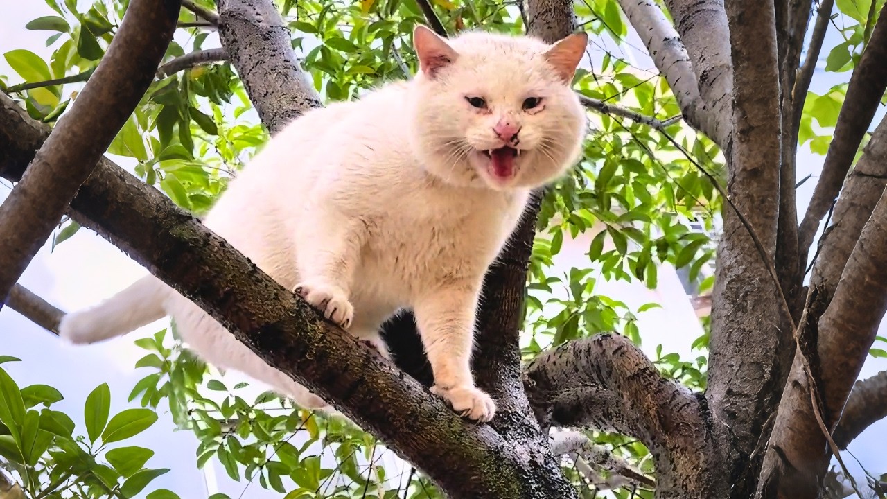 Bullied stray cat hid terrified in a tree, begging for help. After hesitating, I finally stepped in