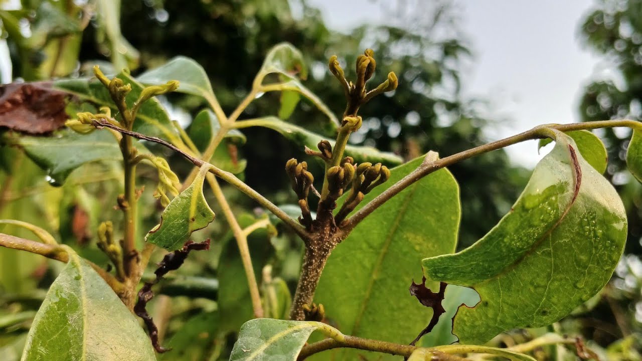 বোম্বাই লিচুর মুকুল বের হওয়া শুরু হয়েছে(নিজের বাগান) ২৬/০১/২০২৬