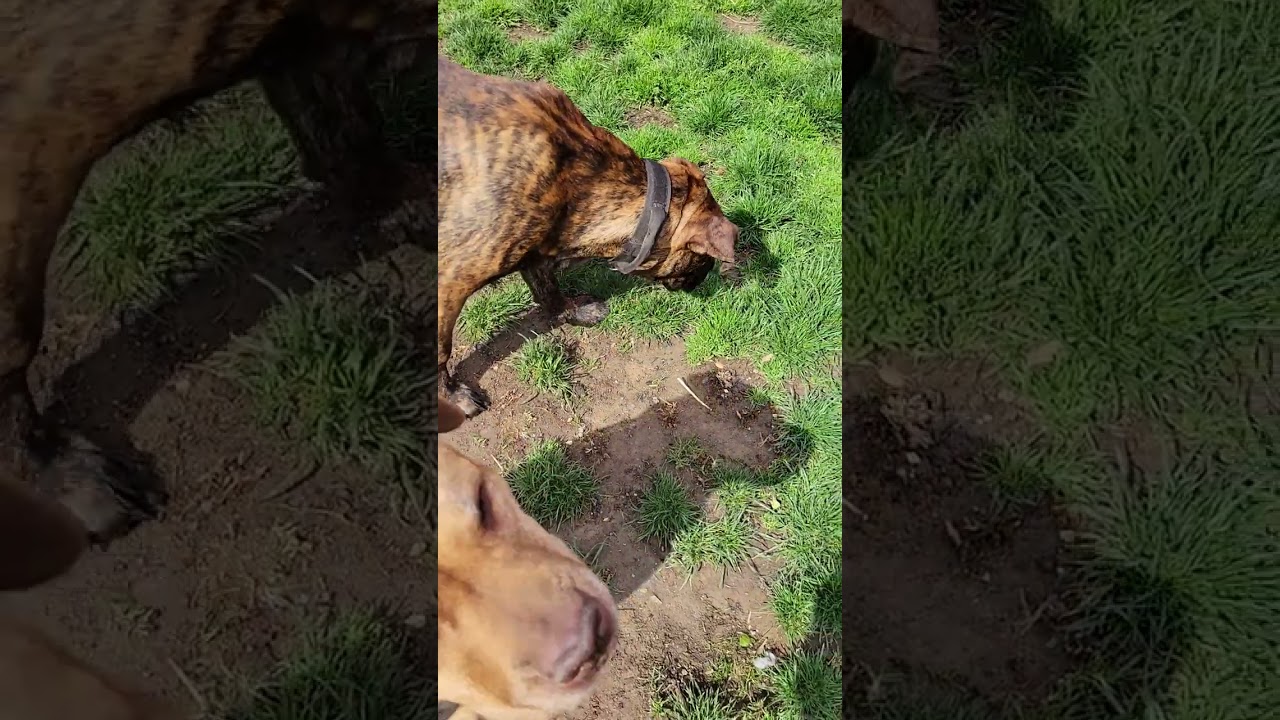 Deebo eats a butterfly 🦋