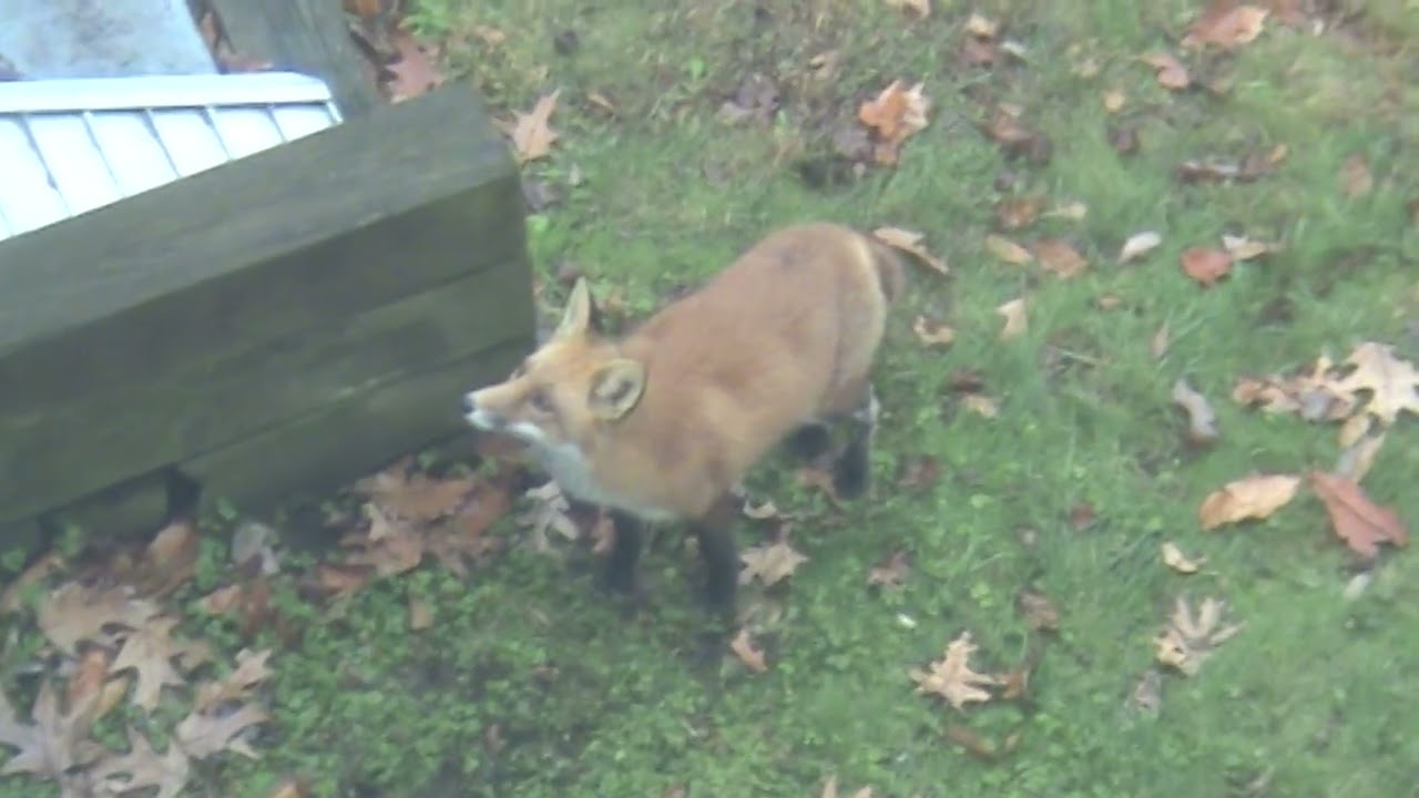 Fox In Our Backyard
