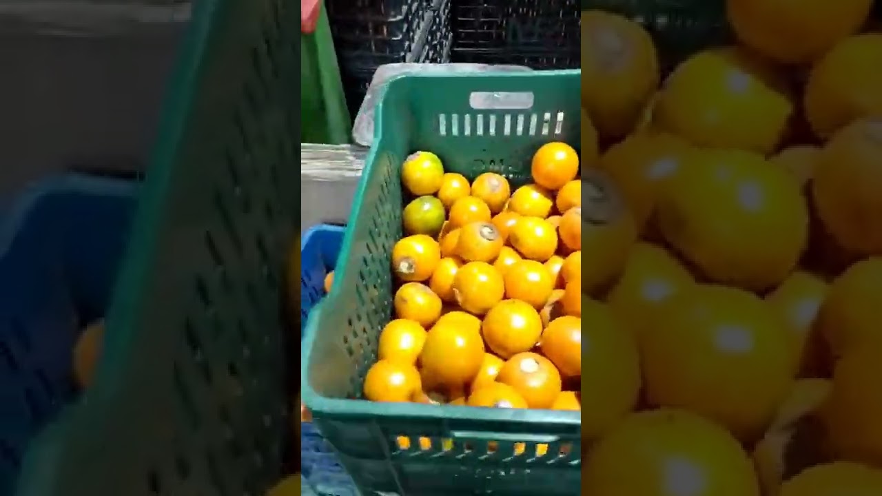 Comercialización Lulo
