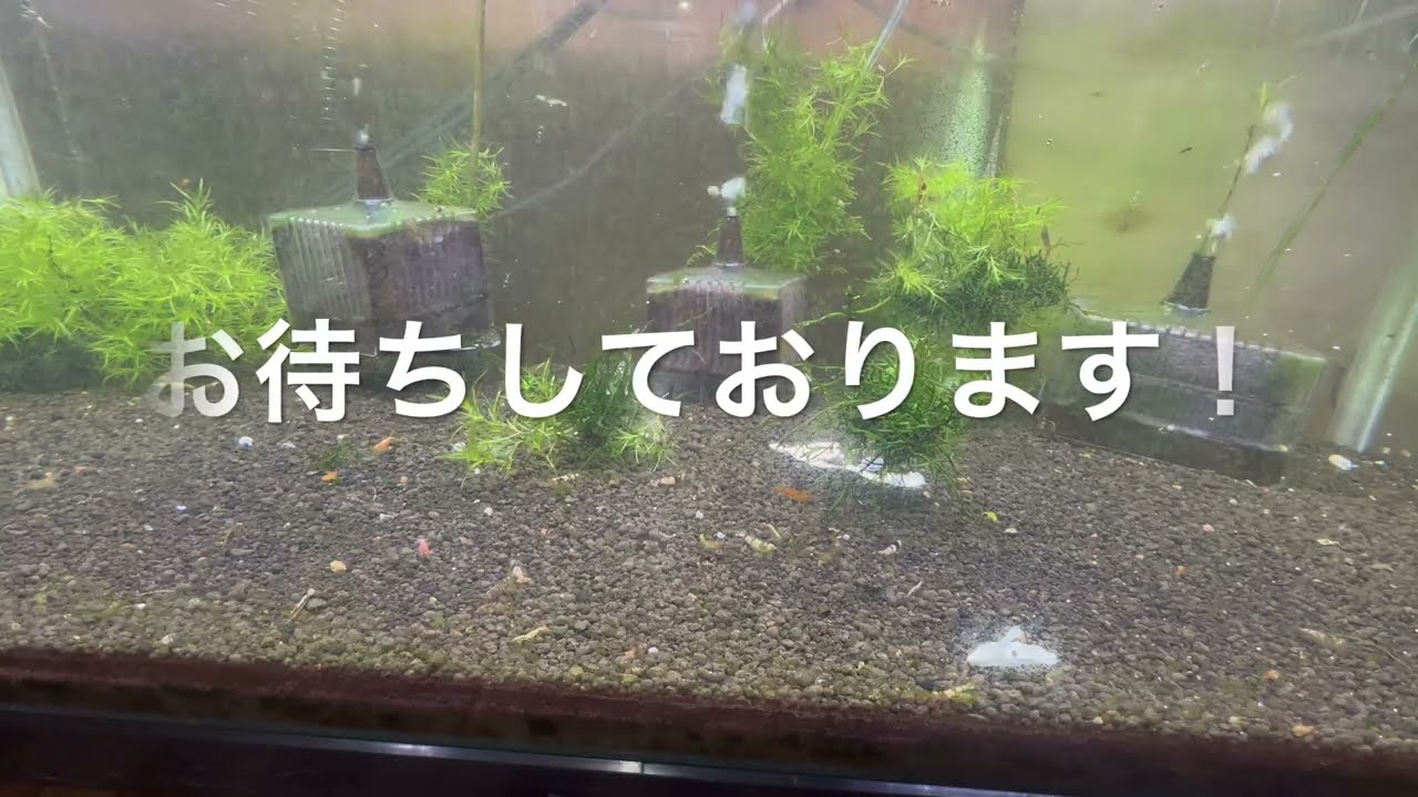 【誰でも簡単にえびを増やす方法】＃爆殖＃ローキーズ札幌