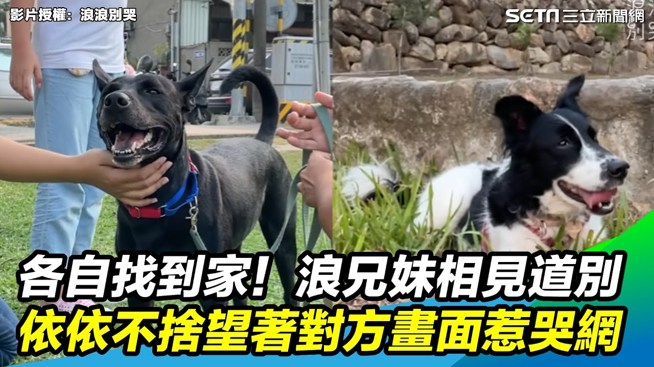 各自找到家！浪兄妹相見道別　依依不捨望著對方畫面惹哭網@langlangdontcry ｜三立新聞網 SETN.com