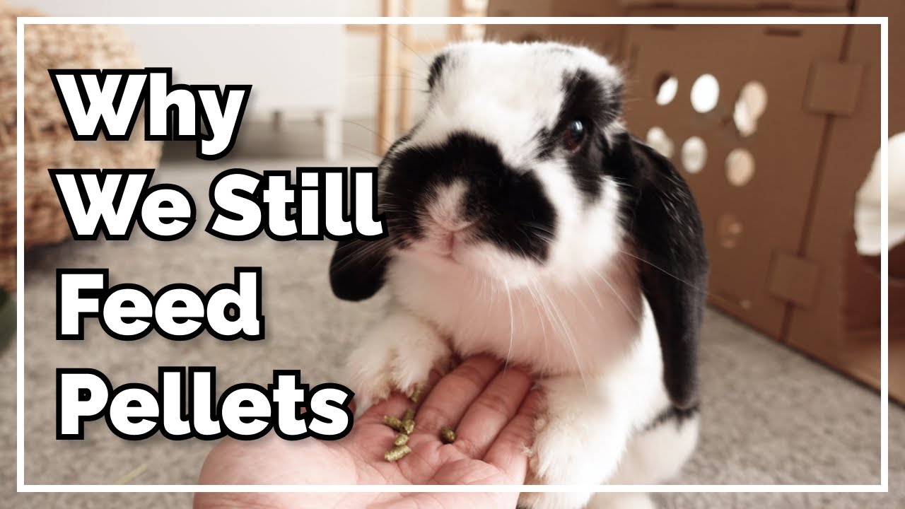 Why We Haven't Gone Pellet-Free