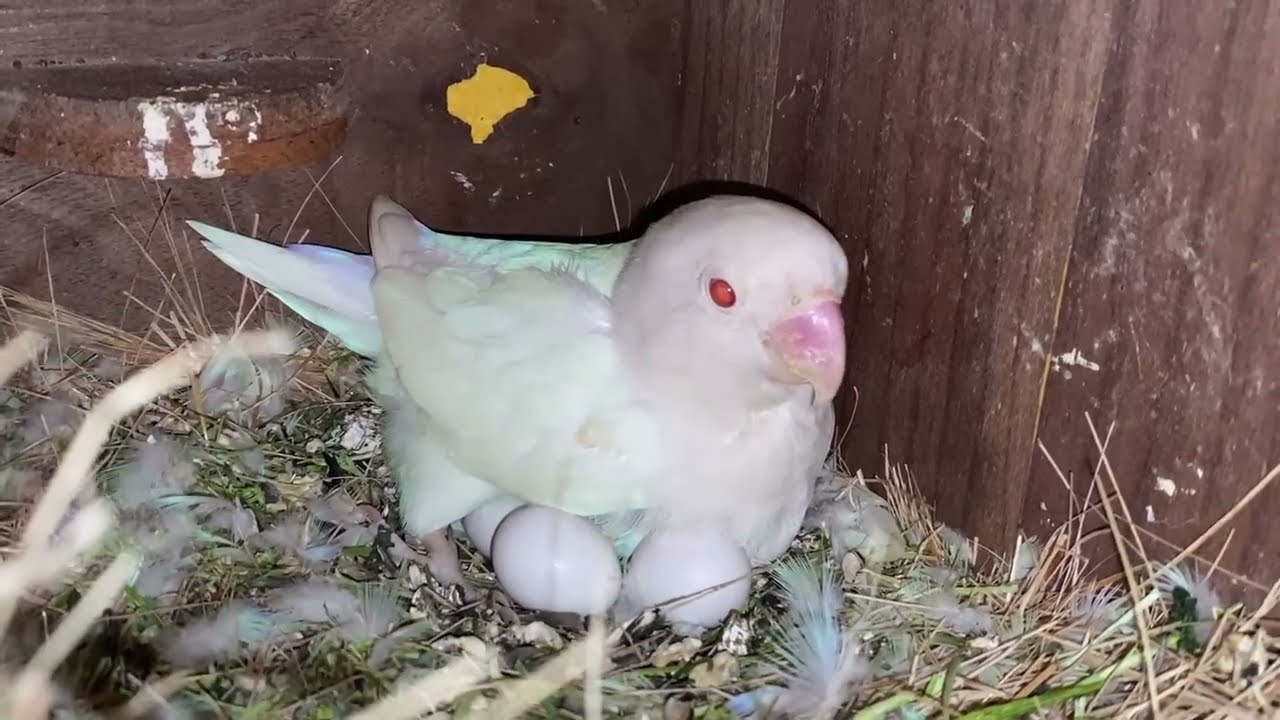Nexus Birds Lovebirds Breeding Progress 2025 – New Mutations & Pairing Updates