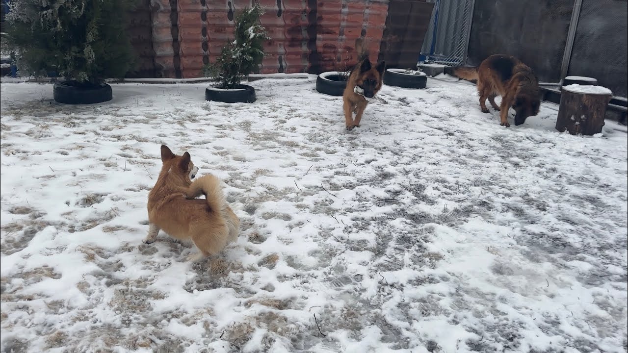 Доброго вечора всім від нашої банди✌️❤️🐾❤️
