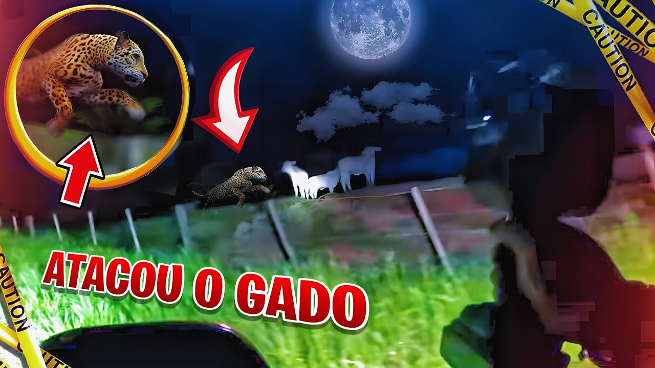 PEGAMOS A ONÇA ATACANDO O GADO DA FAZENDA BLACKSTONE