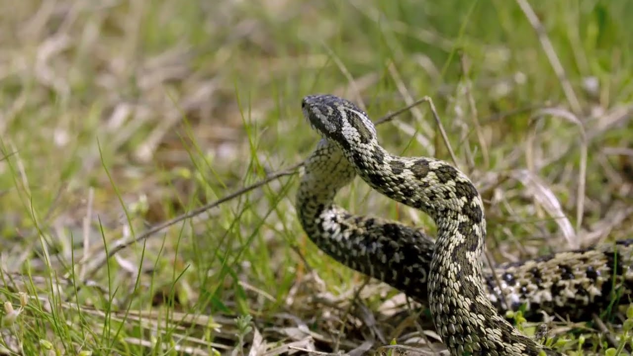 Vipera LIFE - Visszavadított táj (5. rész) / Viper LIFE - Grasslands awakened (Episode 5)