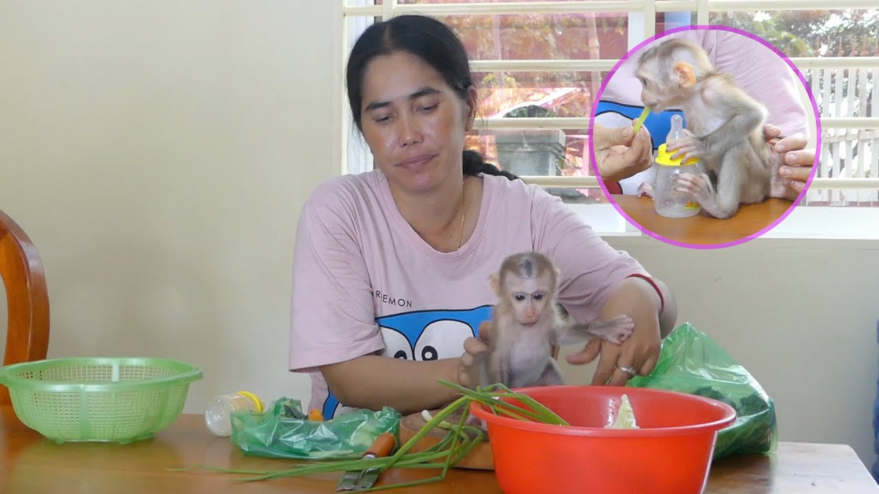 Baby monkey ALAN is watching mom cooking