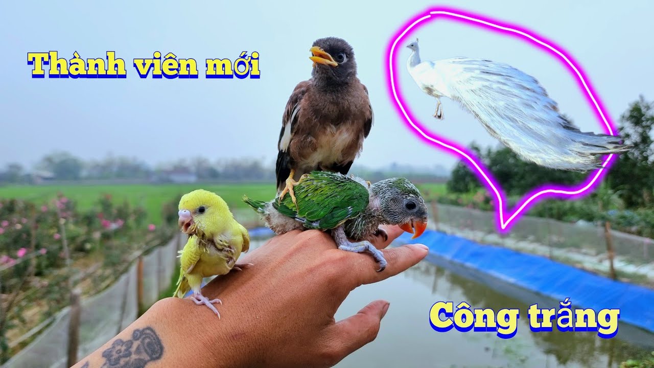 Đầu Tư 23 Triệu Mua Công Giống Và Nuôi Lại Vẹt Ngực Hồng / Quế Nghịch
